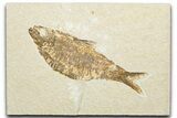 Detailed Fossil Fish (Knightia alta) - Wyoming #346041-1